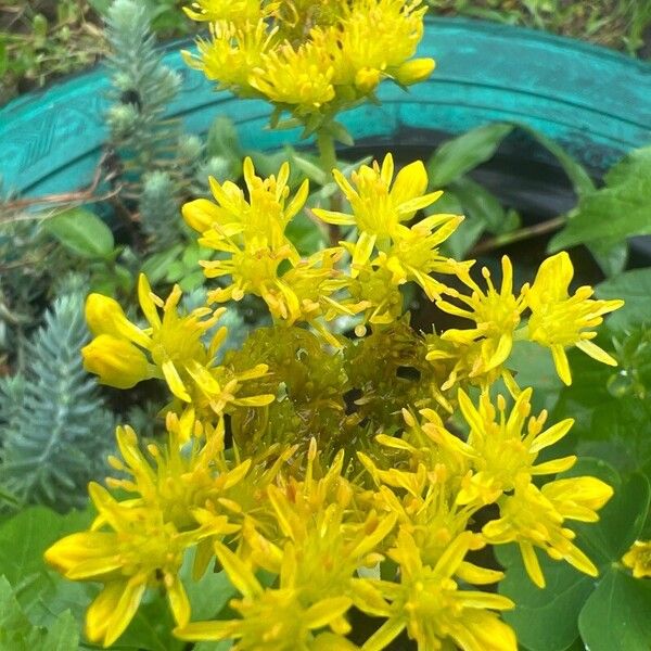 Petrosedum rupestre Floare