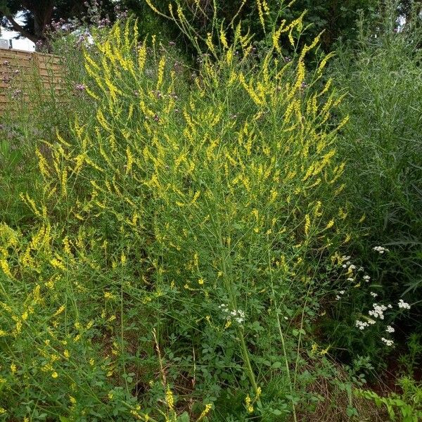 Melilotus officinalis Natur