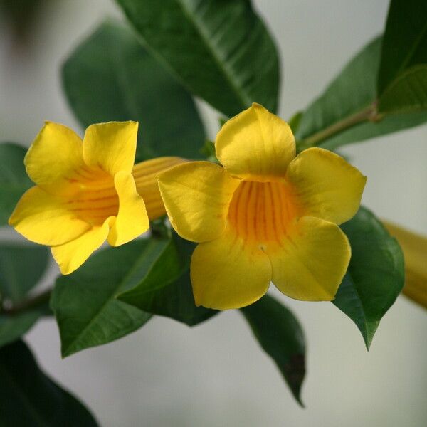 Allamanda schottii Žiedas