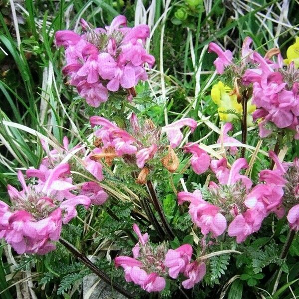 Pedicularis gyroflexa Květ