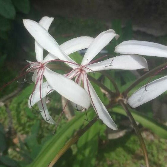 Crinum americanum 花