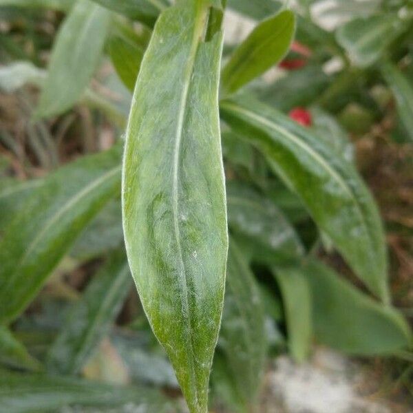 Centaurea montana Leaf