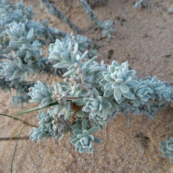 Achillea maritima Folla