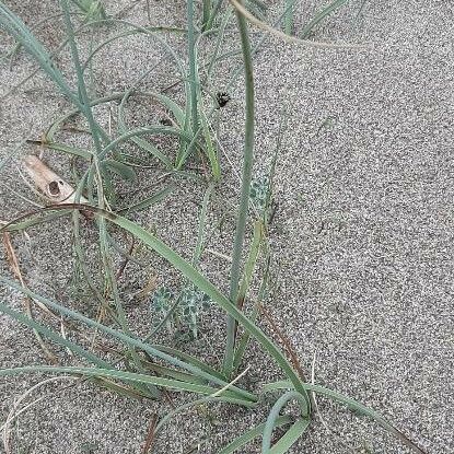 Cyperus capitatus Leaf