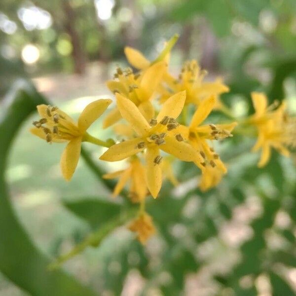 Adenanthera pavonina Цветок