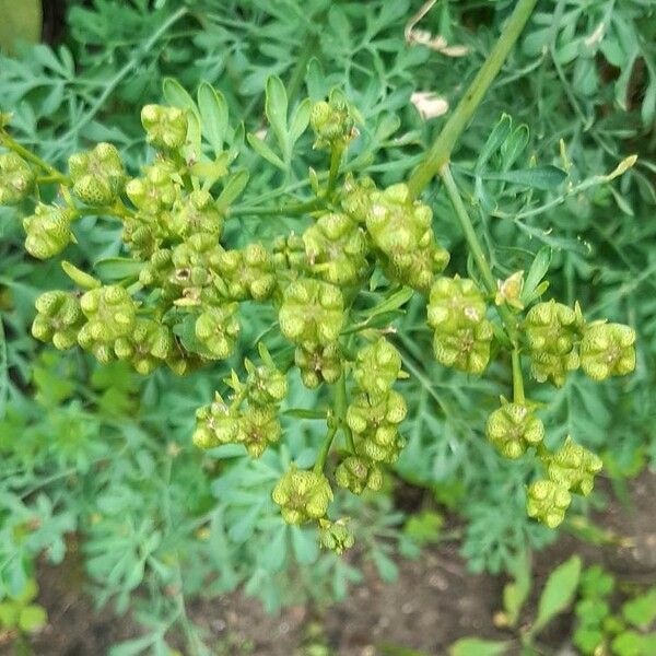 Ruta graveolens Fruit