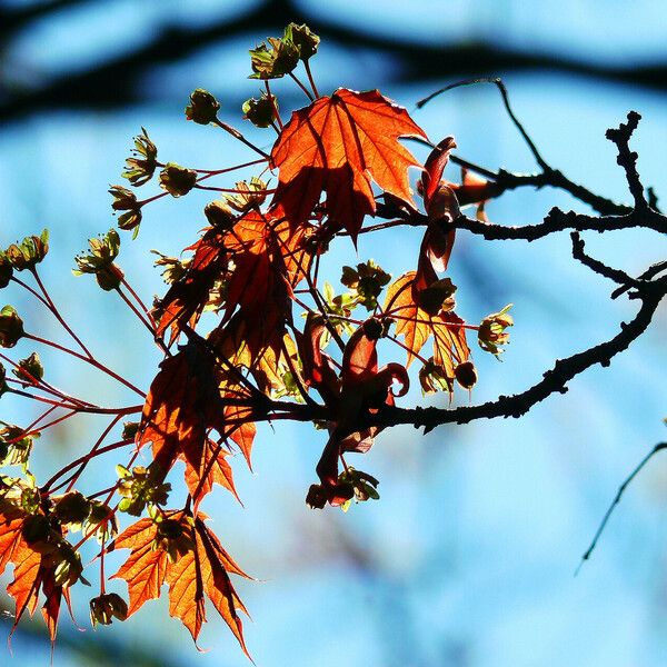 Acer rubrum Flor