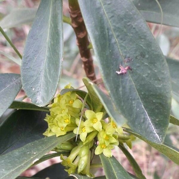 Daphne laureola Flower