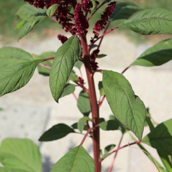 Amaranthus hypochondriacus Leaf