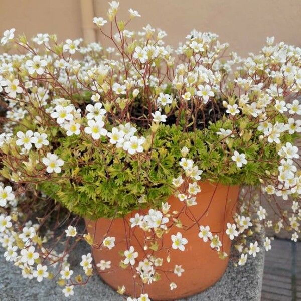 Saxifraga rosacea Flower