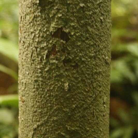 Iryanthera hostmannii Bark