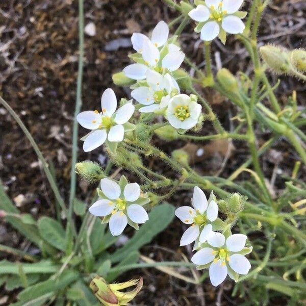 Spergula arvensis Flower