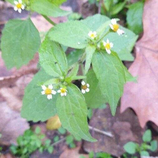 Galinsoga quadriradiata Flower