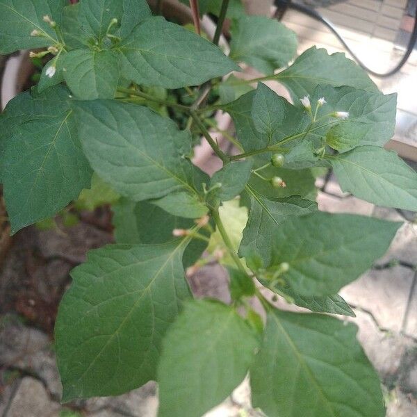 Solanum scabrum Frunză