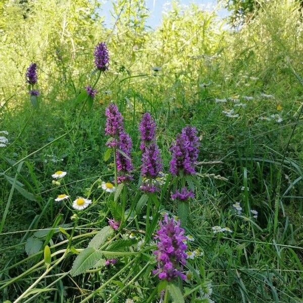 Stachys officinalis Квітка