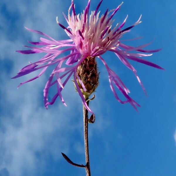 Centaurea stoebe फूल