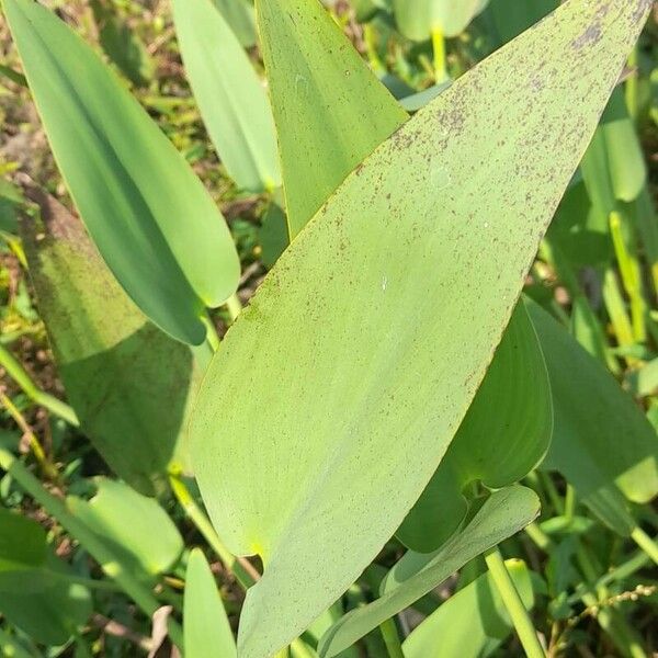 Pontederia cordata Ліст