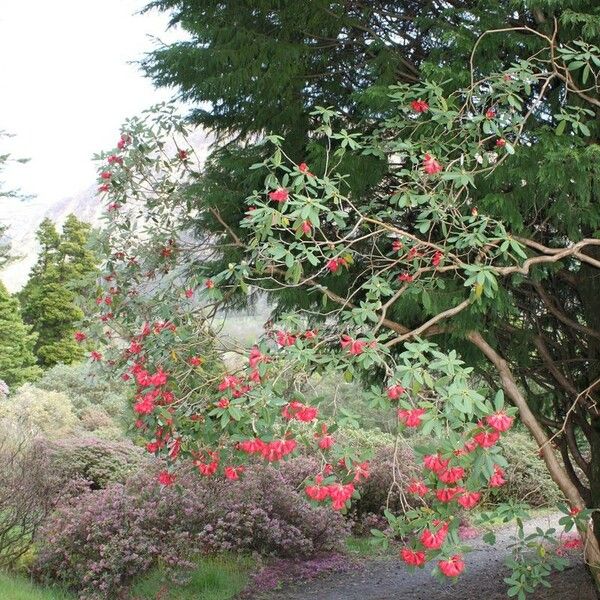 Rhododendron neriiflorum