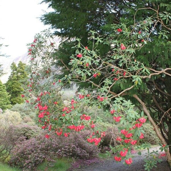 Rhododendron neriiflorum عادت داشتن