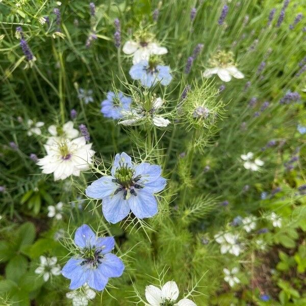 Nigella damascena Flor