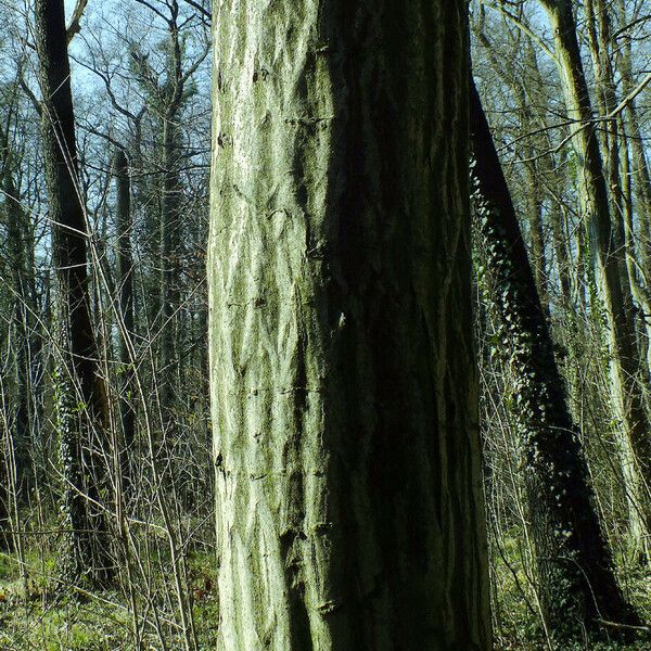 Carpinus betulus Bark