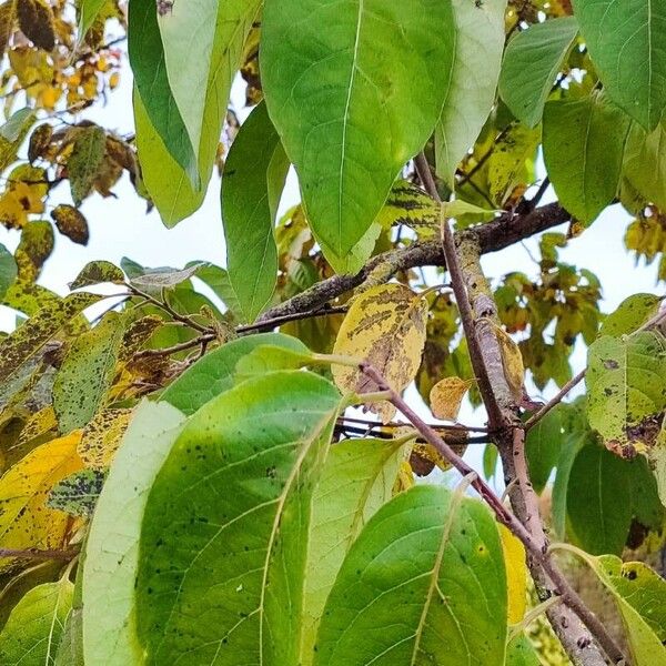 Diospyros virginiana Feuille