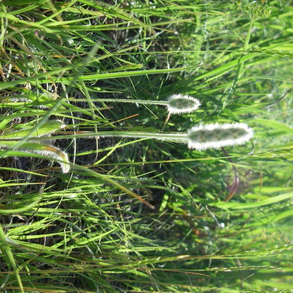 Plantago patagonica Hábito