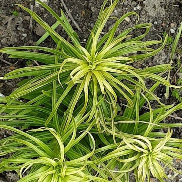 Lilium candidum Folha