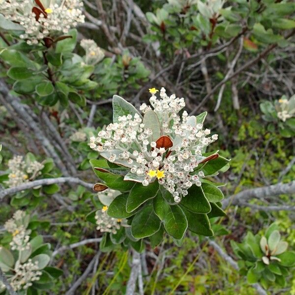 Argophyllum grunowii आदत