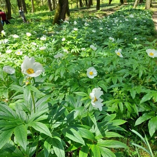 Paeonia lactiflora Çiçek