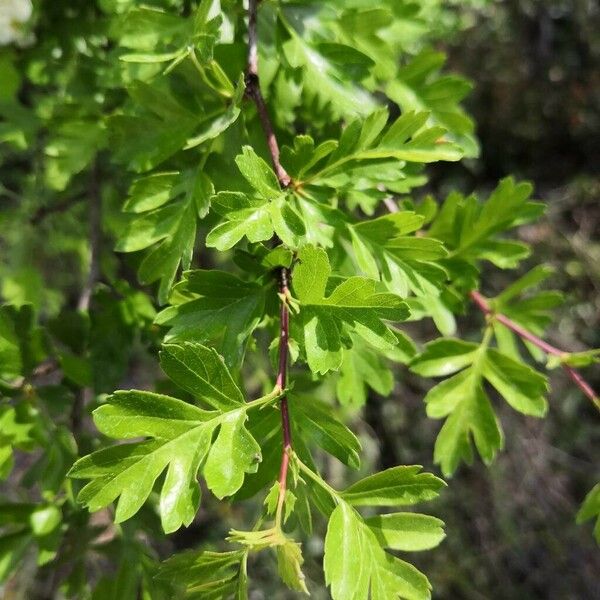 Crataegus azarolus برگ