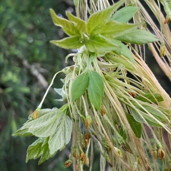 Acer negundo Hoja