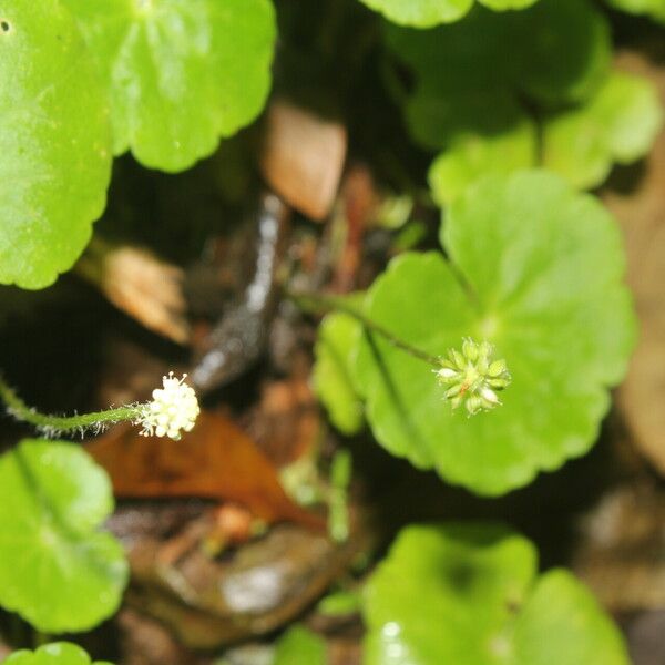 Hydrocotyle leucocephala Çiçek