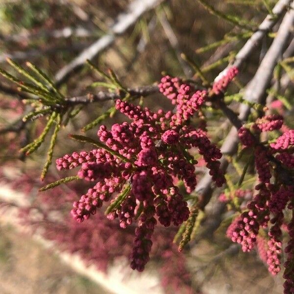 Tamarix parviflora Flower