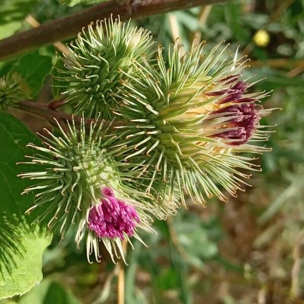 Arctium minus फूल