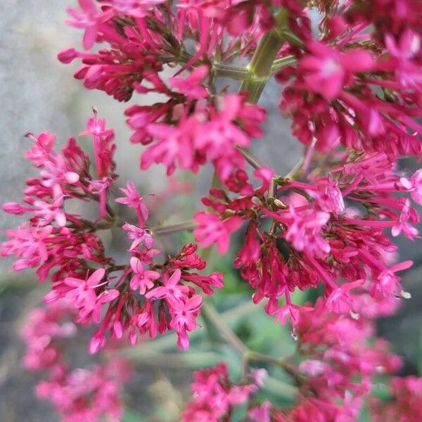 Centranthus ruber Flor