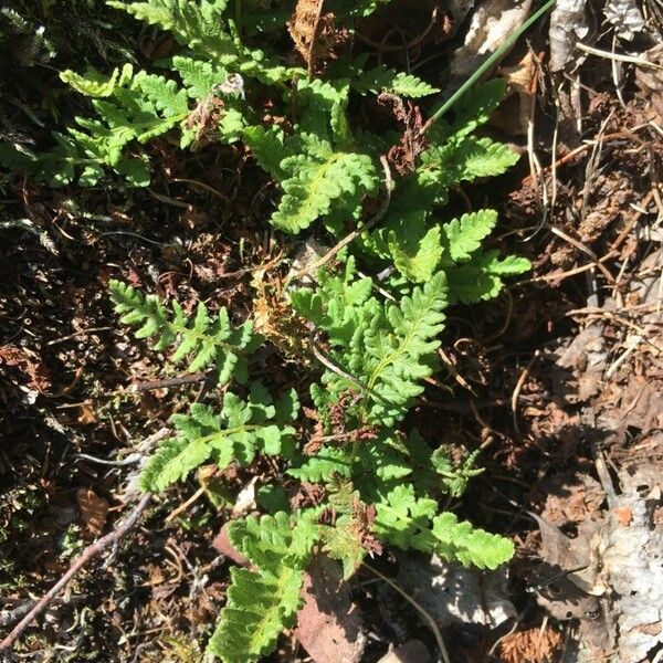 Woodsia ilvensis Lehti