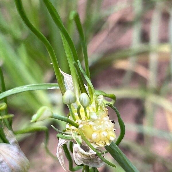 Allium vineale Blomst