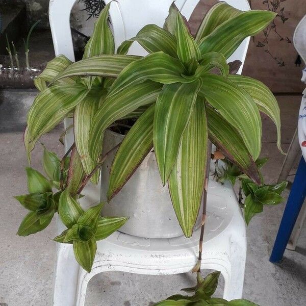 Callisia fragrans Leaf