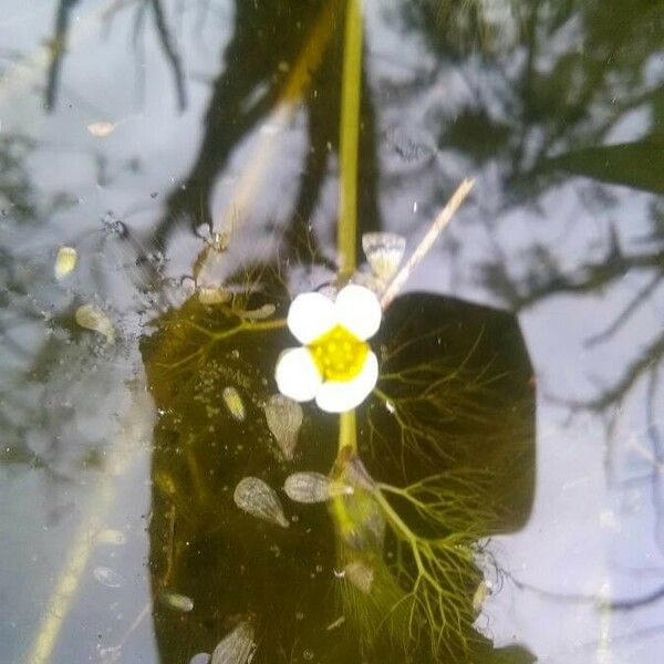 Ranunculus penicillatus ফুল