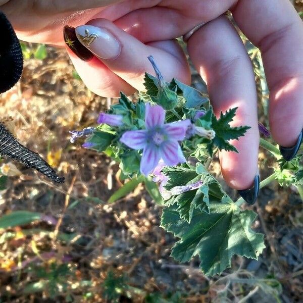 Malva multiflora Kukka