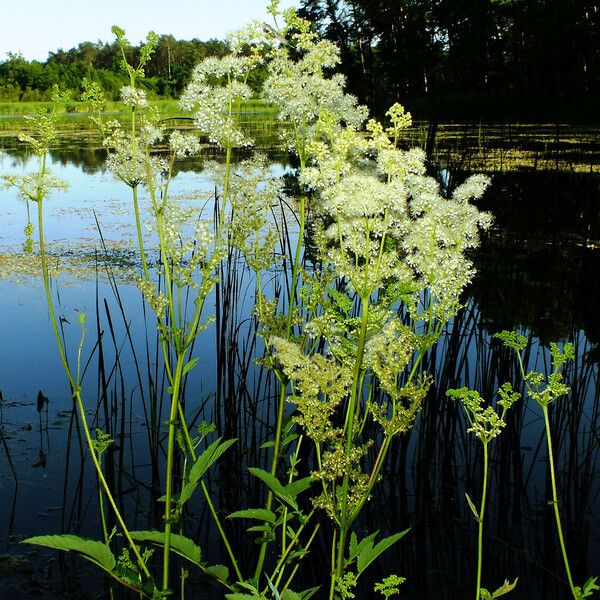 Thalictrum lucidum Cvet