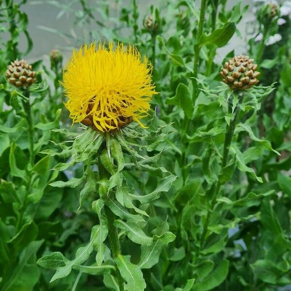 Centaurea macrocephala Blomst