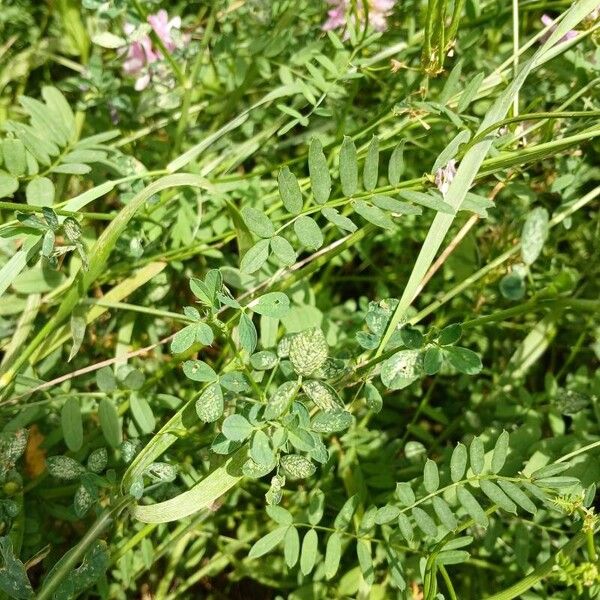 Coronilla varia Fulla