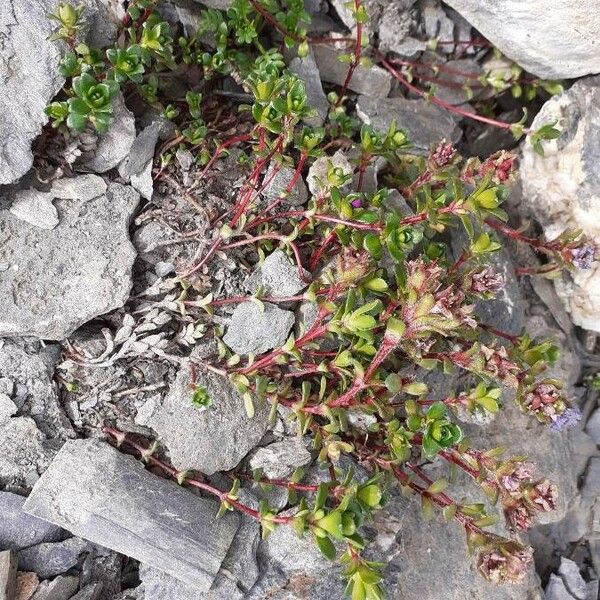 Saxifraga biflora Flor