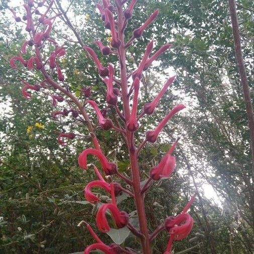 Lobelia tupa Flower