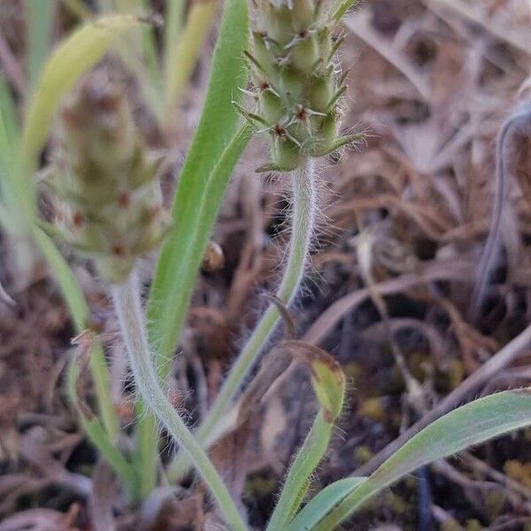 Plantago bellardii Flors