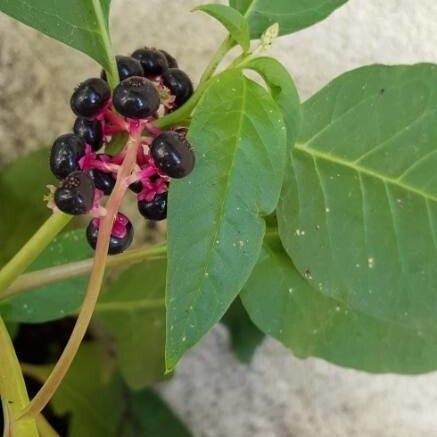 Phytolacca americana Frukt