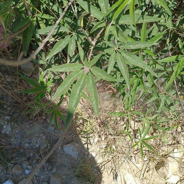 Vitex agnus-castus Blatt