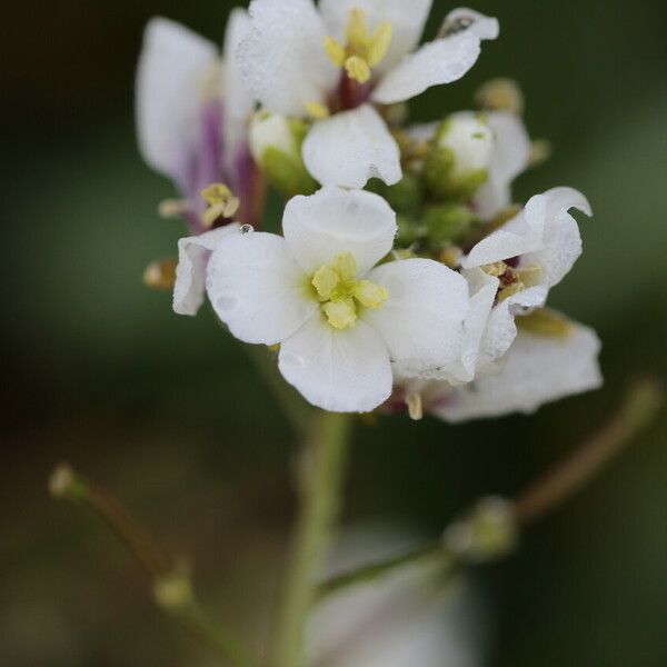 Diplotaxis erucoides Blomma